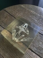 Régi plexi üvegben béka csontváz, szemléltető eszköz