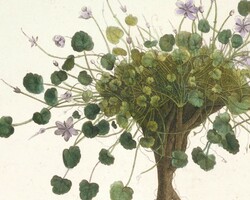 Antik botanikai nyomat reprodukciója, vintage plakát, P.J. Redouté