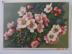Régi grafikus virágos üdvözlő képeslap, almafavirág, postatiszta