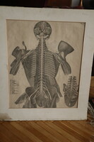 19. Medical science nervous system anatomical map 1880