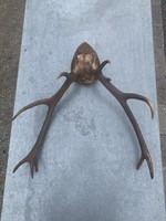 Deer antler trophy on a wooden base