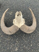 Stone goat horn 20-25 years old