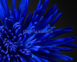40*27 cm poster of a beautiful blue flower, without frame