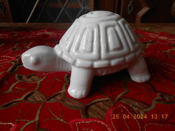 Zsolnay is a rare white turtle