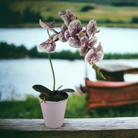 Nagyméretű élethű fehér, lila pöttyös orchidea kaspóban OR0101LIFH