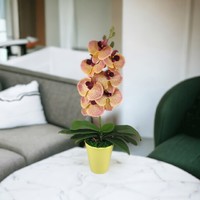 Közepes méretű élethű barack-, krémszínű cirmos orchidea OR113BA