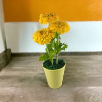 Yellow zinnia (copper flower) in pot cin301sa