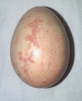 Beige stone egg