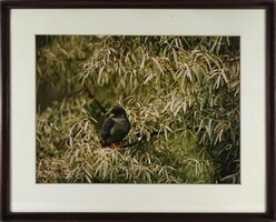 1R341 xx. Century photographer: nature photographer - bird