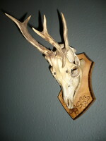 Roe deer trophy with extreme antlers!, Roe deer antler trophy with skull on a wooden base