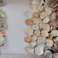 Kagylók vegyes csomag