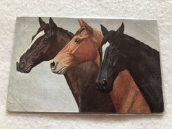 Antik, régi ló, lovas képeslap - 1928                            -10.