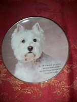 English porcelain decorative plate with a cute westie puppy - in display case