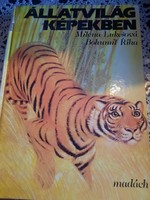 Animal world in pictures, recommend!