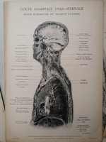 ANATÓMIA - 24 DB LITOGRÁFIA - PARIS 1911