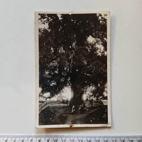 ZA538.7 KŐSZEG 600 éves gesztenyefa a Királyvölgyben  - fotólap  Róth Jenő -1930-40