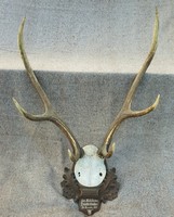 Red Deer Antler Trophy from 1921