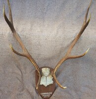 Red deer antler trophy from 1941