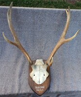 Red Deer Trophy from 1940