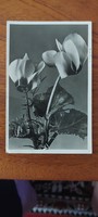 Old postcard. Postcard! Seed.