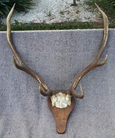 Nagyméretű szarvas trófea.