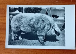 Képeslap, 1956 Mezőgazdasági Kiállítás, mangalica