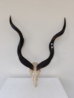 Antik afrikai antilop nagy kudu szarv trófea preparátum fa pajzs nélkül vadászat vadász 841 9761