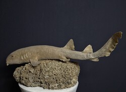 Preparált dajkacápa, cápa preparátum, taxidermia