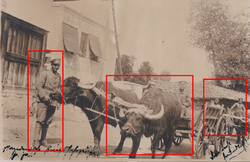 135N KATONÁK KORDE BIVALY 1918 NEMET CSASZARSAG