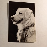 Régi képeslap kuvasz - Képzőművészeti Alap Kiadóvállalata