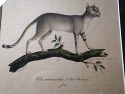 NÚBIAI MACSKA - FELIS MANICULATA - ANTIK LITOGRÁFIA - FRIEDRICH CARL VOGEL /1806-1865/