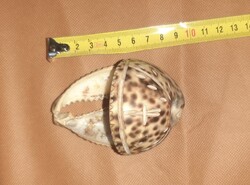 Szenteltvíz tartó kagylóból kialakítva