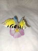 Drashe porcelán lepke