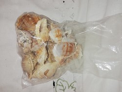 Tengeri csigaház gyűjtemény  D