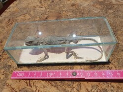 Retro szertárszőkevény támadó őshűllő gyík sokat látott üveg koporsóban preparátum taxidermia