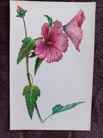 Orosz mályva képeslap 1979. postatiszta
