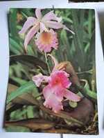 1 db 1,50,- Ft-os képeslap - Fotó: Tokaji András (1974.) Sobralia (orhidea)