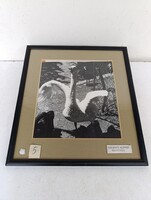 Antik fotó művészi állatkert hattyú 1967 Galbavy Alfonz felvétele 822 1330
