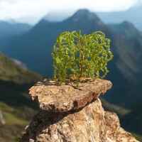 Bonsai Drágakő Ékszerfa szerencsefa, életfa, pénzfa, kristályfa peridot kvarc kövekből drágakő fa