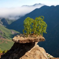 Bonsai Drágakő Ékszerfa szerencsefa, életfa, pénzfa, kristályfa peridot kvarc kövekből drágakő fa