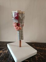 Tanári iskolai oktató modell szemléltető eszköz gége