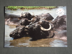 Képeslap,Balaton felvidék nemzeti park,Bivaly látkép,részlet, 1990-