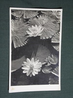 Képeslap,Románia,Félixfürdő,gyógyforrás,tavirózsa látkép,részlet,Fotofilm Kolozsvár kiadás, 1940-