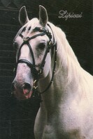 Képeslap:  Ló, lovak. Lipicai, Szilvásvárad.