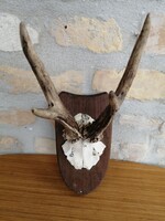 Őzagancs, kicsi trófea 1.