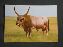 Képeslap,Hortobágy,Szürke Magyar Bika látkép,részlet, 1981-