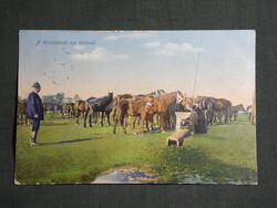 Képeslap,Hortobágy A törzsménes az itatónál látkép,részlet,Barasits Bp. kiadás,1910-