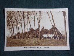 Képeslap,Kisszállás,szarvasmarha,pásztor kunyhók látkép részlet ,1910-