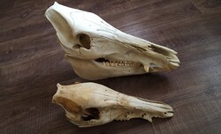 2db vaddisznó koponya egyben. Ingyen posta! Fehérítve fertőtlenítve.koponyák,preparátum,trófea.