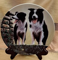 Kutyás porcelán tányér, Border collie dísztányér 3 (M5481(